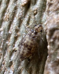 Psocus bipunctatus