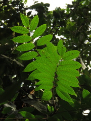 Toxicodendron striatum