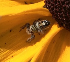 Phidippus adumbratus