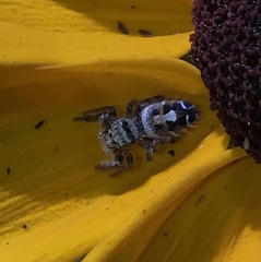 Phidippus adumbratus
