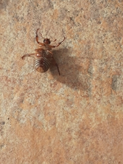 Amphimallon solstitiale