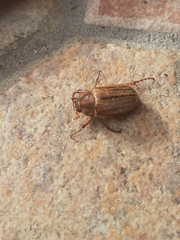 Amphimallon solstitiale