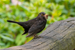 Turdus merula
