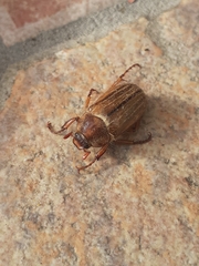 Amphimallon solstitiale