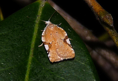 Acleris cervinana