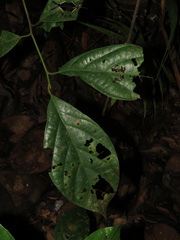 Ocotea valerioana