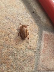 Amphimallon solstitiale