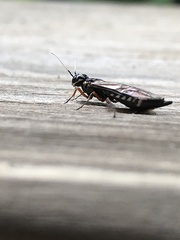 Xyeloidea