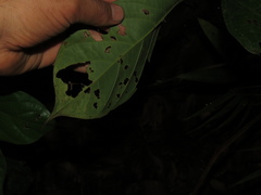 Ocotea valerioana