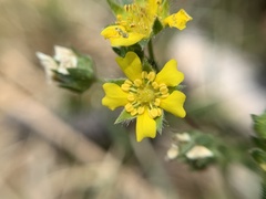 Potentilla luteosericea