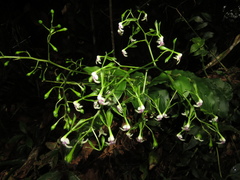 Epidendrum weerakitianum