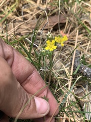 Potentilla luteosericea