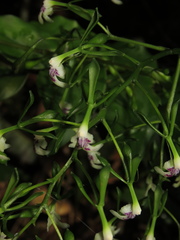 Epidendrum weerakitianum
