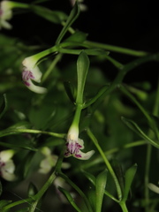 Epidendrum weerakitianum