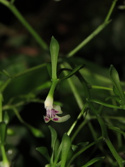 Epidendrum weerakitianum