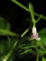 Epidendrum weerakitianum