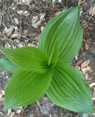 Veratrum fimbriatum