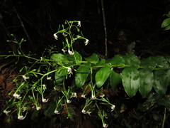 Epidendrum weerakitianum