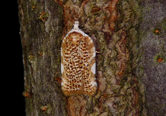 Acleris cervinana