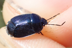 Canthophorus melanopterus