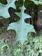 Quercus texana