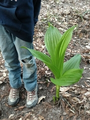 Veratrum fimbriatum