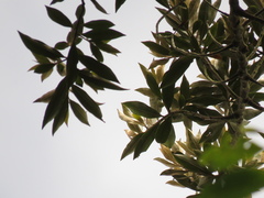 Ocotea sericea