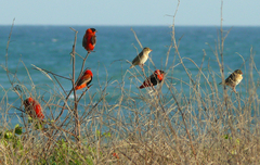 Euplectes franciscanus