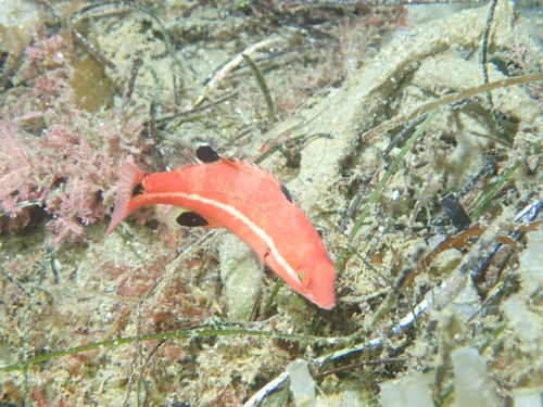 California Sheephead