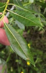 Salix daphnoides
