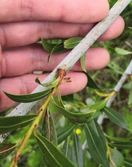 Salix daphnoides
