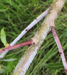 Salix daphnoides
