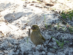 Yellow Bishop photo 3