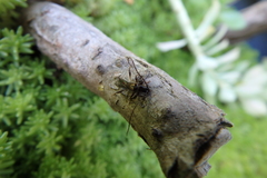 Molorchus umbellatarum