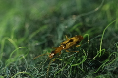 Demetrias imperialis