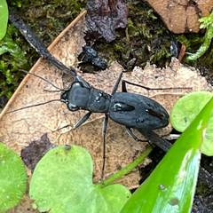 Dromochorus pilatei