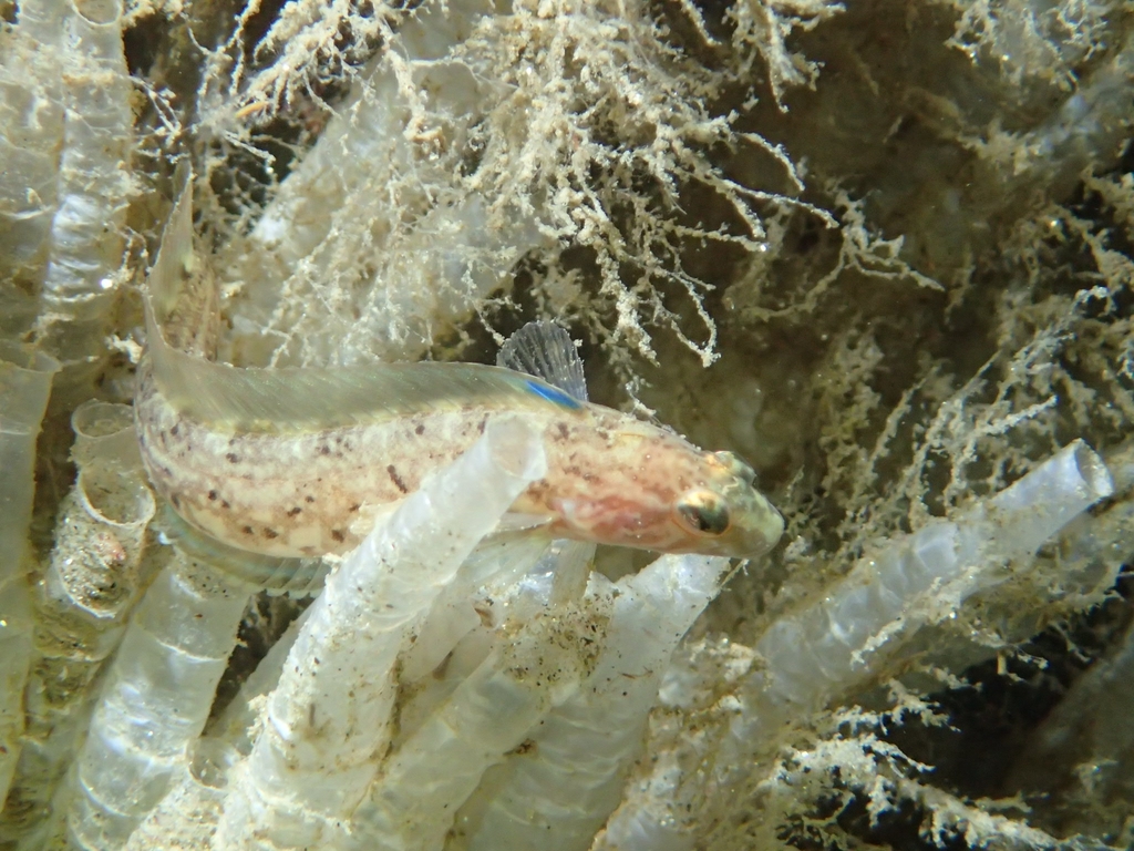 Stripefin Ronquil