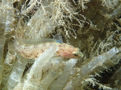 Rathbunella alleni