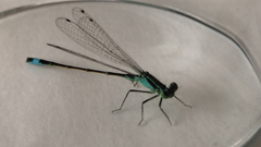 Ischnura elegans