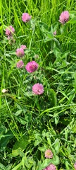 Trifolium pratense