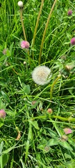 Trifolium pratense