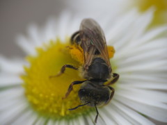 Halictus