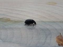 Curculionidae