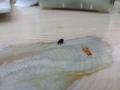 Curculionidae