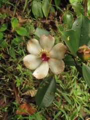 Blakea quadrangularis