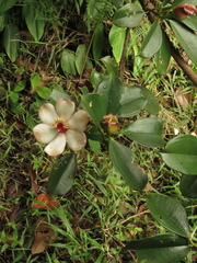 Blakea quadrangularis