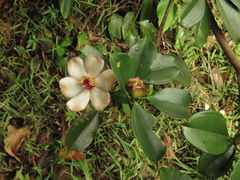 Blakea quadrangularis
