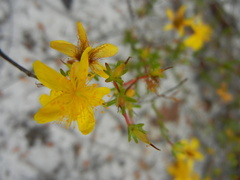 Hypericum tenuifolium