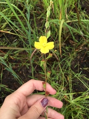 Ludwigia virgata