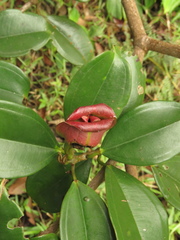 Blakea quadrangularis